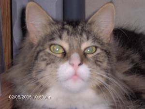 Poky the Cat - This is my cat Poky. He was about a 2 years old when he died... He is still the most loved cat we have ever have... He passed a little over a year ago...   RIP Poky...   Wasnt he a beautiful cat?