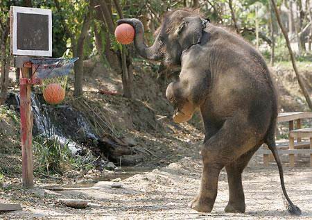 lets play basket ball - wow!! he had already put in a ball in the net and also he is trying to put another one...great effort!!