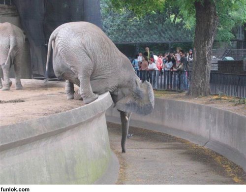 great effort!?!?!? - even though this elephant is aware of the absence of water,he is trying to touch the Ground..he might be challenged his pals that he can touch the ground,i guess...that's why he put all his efforts and at last,touched the ground!!