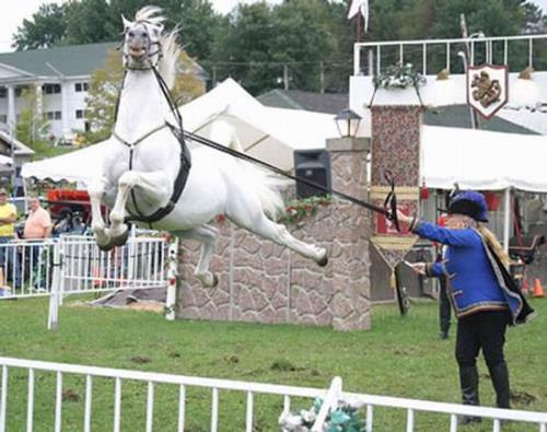 Flying Horse - open your eyes and look at this horse!! its flying!!