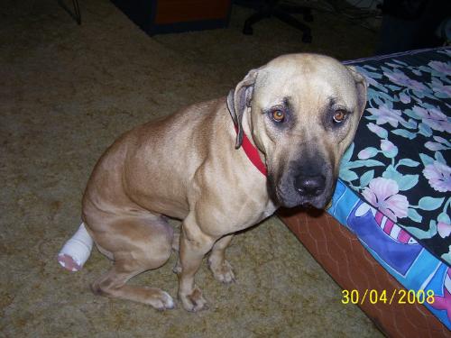 Buddy - Buddy dog who had an accident with his tail