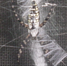 Freaky spider - Spideroutside my patio at my house in Central Florida