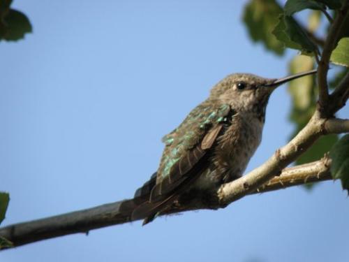 Humming Bird - A territorial bird!