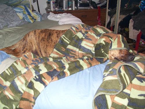 my dog sleeping under the covers  - my dog