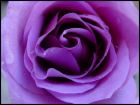 purple rose - Rose is a flower that has been subjected to multifarious interpretations and innovations. New colors have been developed by man to express yet another emotion. The purple rose is one such innovation. This particular color has various levels of meanings, and has always been a favorite among rose lovers.  Purple roses primarily stand for enchantment. The giver of the purple rose seeks to convey that he or she has fallen in love with the recipient at the very first sight. A deep magnetism and charm that makes the recipient almost irresistible is what the purple rose seeks to convey. The very first meeting has totally enticed the sender of these flowers, who simply cannot resist the object of his desire.      Though purple speaks of enchantment, the meaning of the purple rose nowhere suggests permanence. The enchantment can be transcendental and can also be fleeting. As the word 'enchantment' suggests, the effect is almost magical, and can also die off without much warning.   Significantly, lavender is a color that priests wear during lent. This is a time of discretion. Thus, there is also an undertone of rigorous control, or a need to proceed cautiously and slowly.   The purple rose has certain other meanings. Opulence, glory and majesty are some other interpretations given to the purple rose. Purple being a color of elegance and grandeur, it is only fitting that the rose also pays tribute to these characteristics.  The most widespread meaning of the purple rose is enthrallment, especially at first sight. Because of this, the purple rose is a hot favorite on Valentine's Day. And though there is no indication of permanence in this attraction, there is definitely a deep impression created. So, the next time you are bowled over by someone at first sight and feel totally enthralled, remember to send him or her a few purple roses.