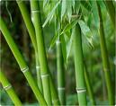 bamboo - the hometown of bamboo.