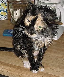 'Johnson after bath' - cat bath