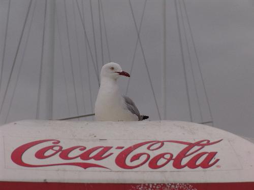Birds over Coca Coke - taken form sydney fish market
