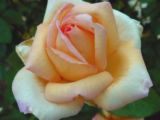 peach rose - Peach roses are so delicate and yet so charming. Their main attraction is their simple elegance and breath taking beauty. The symbolic significance of the peach roses is as engaging as their elegant beauty. The soft peach hue in a rose is fast gaining in popularity, and is now widely loved by many.   The first and most obvious meaning of the pale peach rose is modesty. The pale peach color is indicative of the soft blush on a virgin's face, and the color speaks of demureness, purity and innocence. A bashful modesty that needs to be expressed, the delicate feelings of constraint and reserve are well denoted by the peach rose.      While orange roses celebrate new beginnings, pale peach roses celebrate the closing of a deal. When things have gone beautifully well, and reached their natural closing, pale peach roses grace the table. Peach roses are therefore a symbol of harmony, peace and great cheer. Peach roses are used to express the geniality and cheer of a get together.   Sincerity is another noble sentiment expressed by peach roses. The clarity of the color of the rose, its grace and beauty together instill a sense of complete genuineness. When you need to emphasize the earnestness of your gesture send some pale peach roses.  Peach roses are indicative of gratitude and thankfulness also. When the affection you seek to express is genuine warmth that has no tinge of love, use a peach rose. It shows that the receiver is much appreciated and that his or her efforts have been acknowledged with thankfulness.   The simple peach rose expresses sociability, friendliness, purity and innocence. This rose so delicate and dainty in its beauty delivers a simple message of genuine warmth and sincere thoughts. That is why social gatherings and friendly parties often sport these beautiful roses in abundance. Simply put, they are a celebration of the deep social instinct of man.