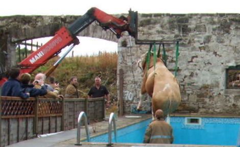 bull - bull in pool