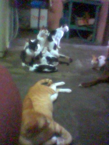 my spoiled cats  - my cats are very playful and they are all spoiled rotten... lolz