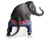 elephant in JEANS!! - hey...look at him...he gotta new jeans pant!!
