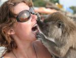 monkey doctor!! - look at this monkey!! it examines a woman's teeth!!