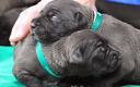 cloned dogs - two cloned pit bulls