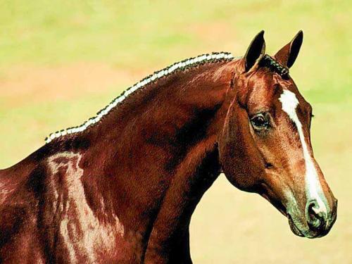 horse - I love horses,they are so beautiful and look at his eyes.