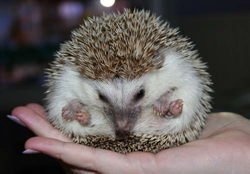 Hedgehog - Cute little hedgehog.