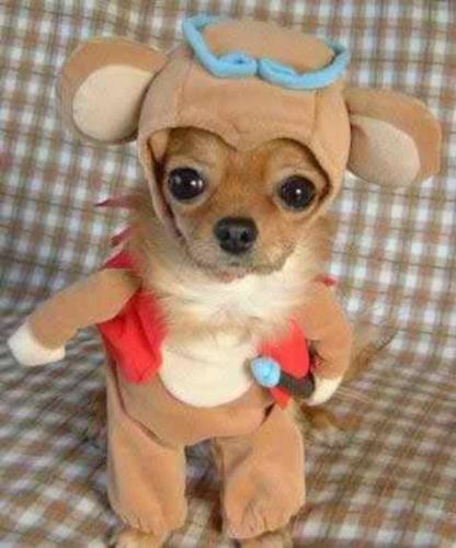 Sad Puppy - Puppy dressed in clothes.