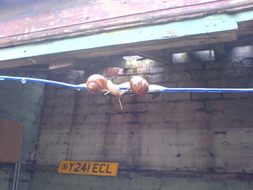 Two snails kissing on my washing line - This was taken one rainy day in my back yard!