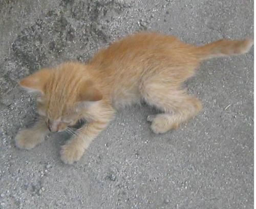 The Cat - The cat has numerous myths associated to it. Myths that are sometimes so preposterous they don't deserve to be published. Some myths however, proved to be facts.