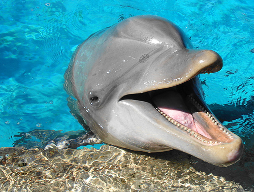 Dolphin - Dolphin pictures