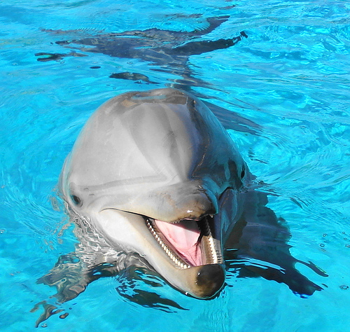 Dolphin - Dolphin in a sea show