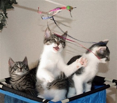 cats - a few kittens playing