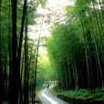 bamboo - it is my hometown,there are so many bamboos here.  a green sea of bamboos.