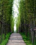 bamboo - the forest of bamboo.green .tempting.
