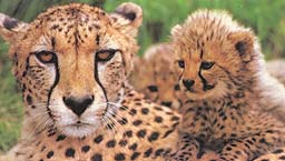 Cheetah and Baby - Cheetahs are endangered. They are the most beautiful creatures of God. They are sleek and their running speed is unreal.
