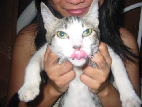 cat hates camera - This is my cat. I named her NARUTO. I didnt know that she was a girl until she got pregnant. Lol! She is always so grumpy but i love her a lot.