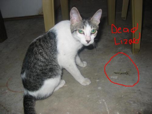 hunted a lizard - Who killed that lizard? Naruto did.. looking so guilty