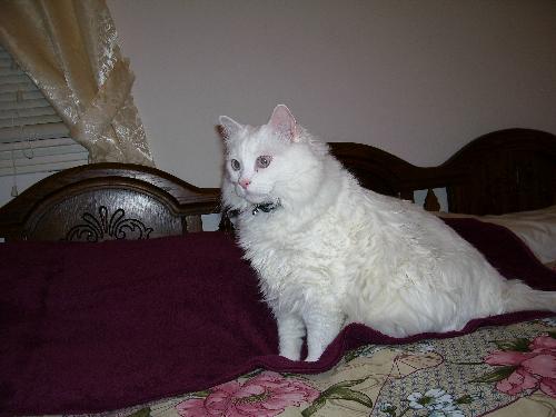 Buffy - This is my 23 pound white cat.