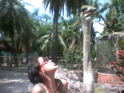 ostrich - That was my first time in a ZOO. And also the first time i saw an Ostrich