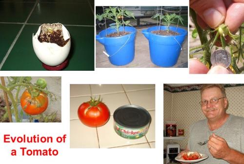 The Evolution of a Tomato -
A photo chronology of the tomato I started from seed in an egg. I've never done this before, but if the smile on Tom's face is any indication, I 'done good!'
The Evolution of a Tomato -
A photo chronology of the tomato I started from seed in an egg. I've never done this before, but if the smile on Tom's face is any indication, I 'done good!'