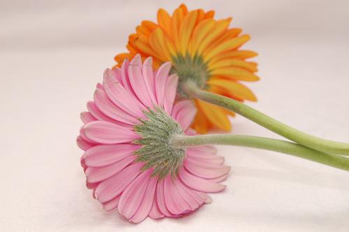 Gerber Daisies - Photo I took of some flowers.