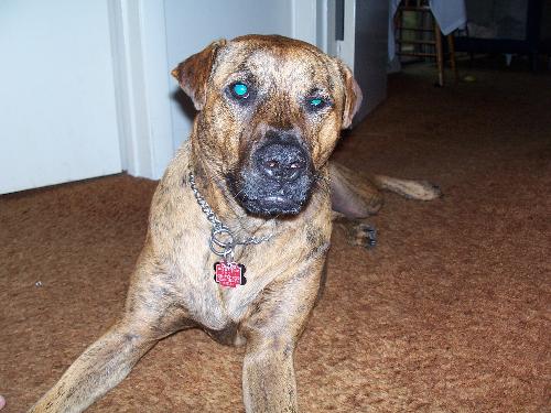my dog saber - saber my dog saber - saber