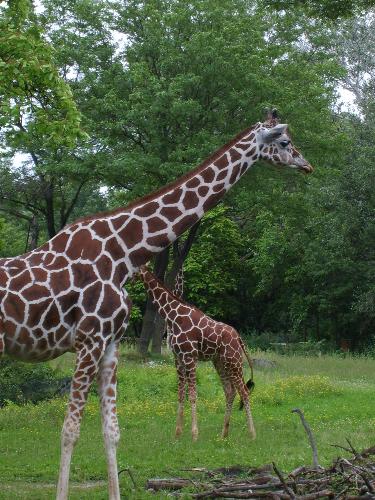 Are trip to the zoo - My favorite animal at the zoo the giraffe