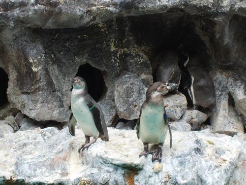 penguins - Are trip to the zoo , a picture of the penguins.