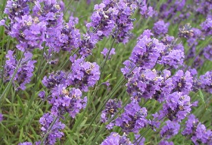 edible flowers - lavender