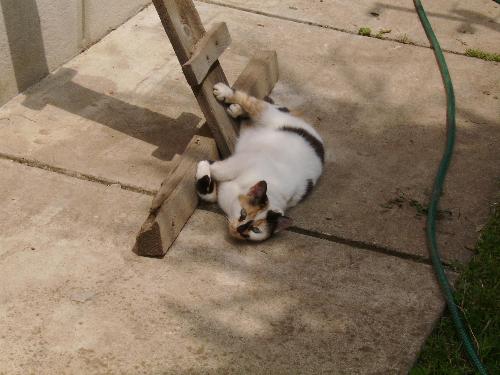 Cat playing with wood - Actually that cat was playing with her wood stairs that help her get into the house without effort.