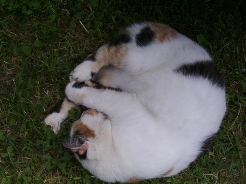 My sleeping kitty - Talk about one cat who loves to keep it's feet close when she's sleeping, but this is ridiculous :D (taken this summer).