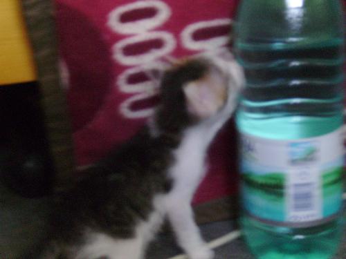 Kitty and water bottle - I guess my kitty was thirsty because he knocked that bottle in the end, even if it was twice as big compared with him.