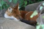Sleeping - Sleeping Fox...so cute!