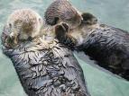 Sea otters holding hands - Even animals hold hands!