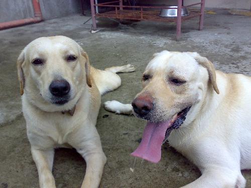 My favorite dogs - This is Chivas and Oscar...my two brown labrador dogs..they are so friendly and loving pets..I use to play with them during my free time..