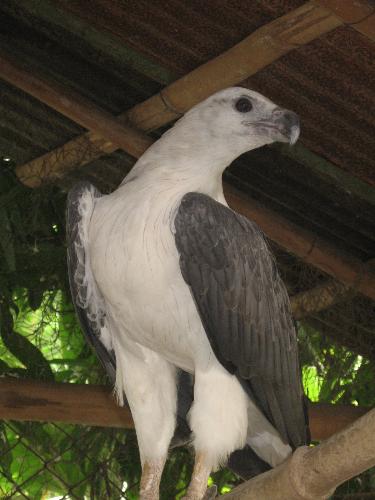 Eagle Eye - This is photo of eagle inside the cage..how I wish i can set him free and fly to go back to his habitat..