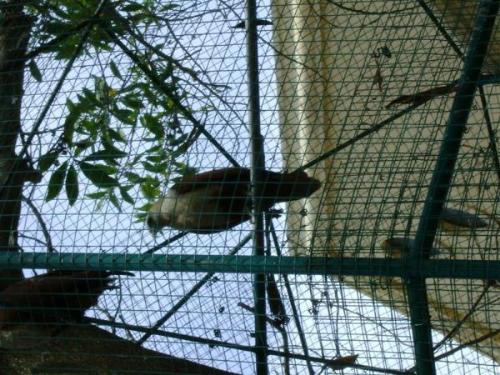 Eagle - Eagle photograph taken at Vista Mar, Lapulapu City, Cebu Philippines