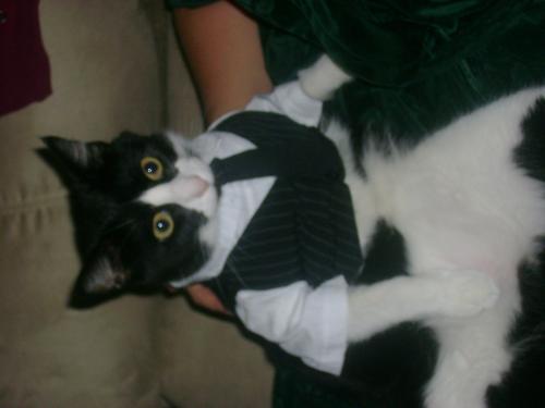 Cat - Meow Meow is all dressed up and ready for that hot date!