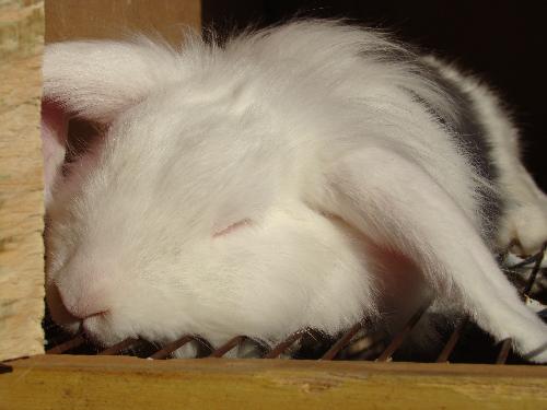 my bunny simba - Simba is lion faced Lop bunny .. so sweet I really adore her