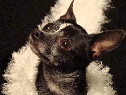 My chia rocky  - Rocky is 2 years old .. spoiled rotten little guy .. he weights 4 lbs.. has his own car seat .. pet stroller.. ans is the apple of my eye ..